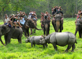 Chitwan Jungle Safari Tour