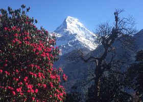 Dhampus Australian Camp Trek