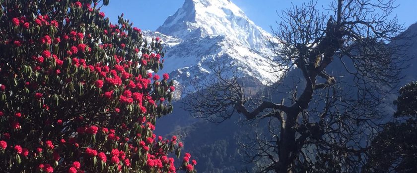 Annapurna Poon Hill Sunrise Trek