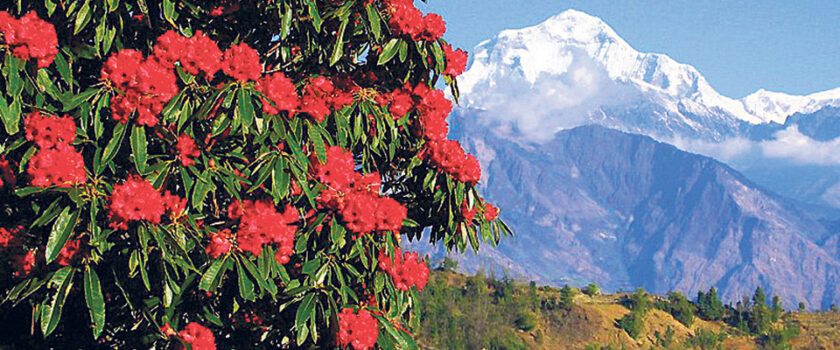 Annapurna Family Trekking